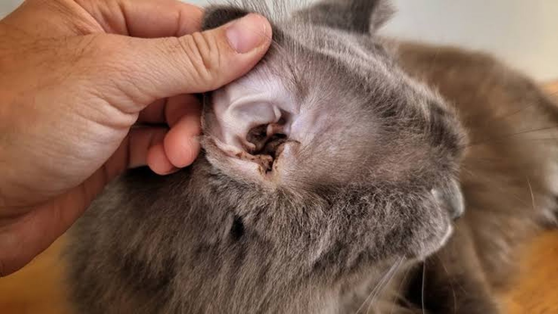 chronic ear infection cat ear discharge red ear in